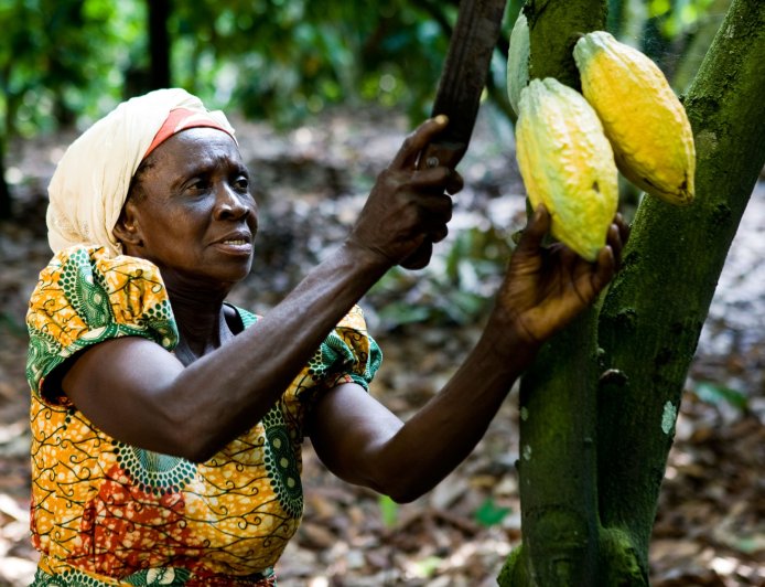 Secure Your Future in Land-Banking and Agri-Business with PE Group’s Cocoa Plantation Project in Ghana