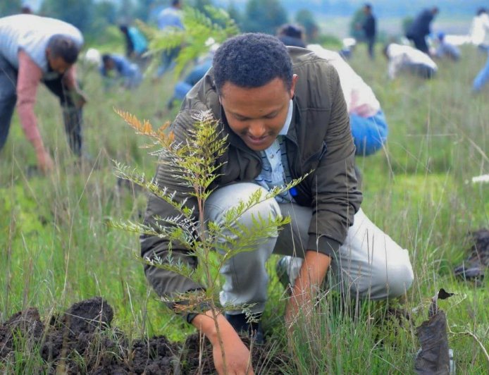 Best Land Afforestation Projects in Africa 2026