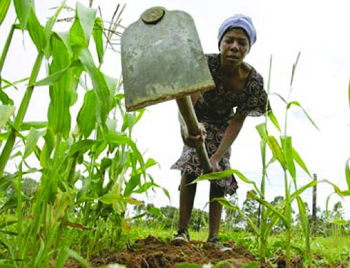 Ghana's Leading Districts for Agricultural Transformation 